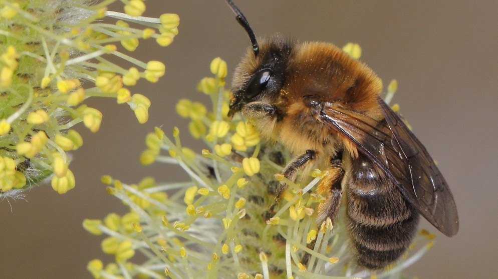Ein Weibchen der Frühlings-Seidenbiene (Colletes cunicularius) im Blütenstand einer Weide. Die Frühlings-Seidenbiene ist zur Wildbiene des Jahres 2023 gekürt worden. | Bild: Ulrich Maier