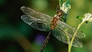 Gefleckte Smaragdlibelle Somatochlora flavomaculata dragonfly breitet ihre Flügel aus. | Bild: picture-alliance/dpa/Hans Lutz/OKAPIA