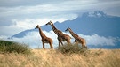 Giraffen im Amboseli-Nationalpark. Auch der Lebensraum der Giraffen wird immer knapper - und die Tierart immer seltener. Deshalb wurde die Giraffe als gefährdete Art auf die Rote Liste der IUCN gesetzt. | Bild: picture-alliance/dpa