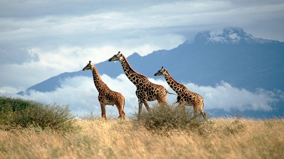 Giraffen im Amboseli-Nationalpark. Auch der Lebensraum der Giraffen wird immer knapper - und die Tierart immer seltener. Deshalb wurde die Giraffe als gefährdete Art auf die Rote Liste der IUCN gesetzt. | Bild: picture-alliance/dpa