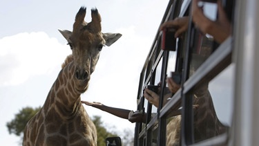 Eine Giraffe bei einem Touristenbus in einem Nationalpark. Giraffen stehen als "gefährdet" auf der Roten Liste.  | Bild: picture-alliance/dpa
