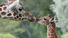 Giraffen aus dem Tierpark Friedrichsfelde: das Junge Bine mit einer "Tante". | Bild: picture-alliance/dpa/Stephanie Pilick