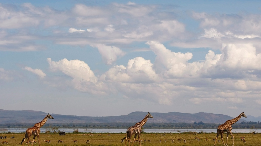 Giraffen auf Crescent Island, Kenia | Bild: picture-alliance/dpa/Dai Kurokawa