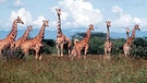Giraffen | Bild: picture-alliance/dpa