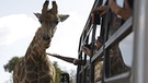 Giraffen | Bild: picture-alliance/dpa