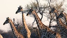 Giraffen an einem Wasserloch im Etosha Nationalpark, Namibia | Bild: picture-alliance/dpa