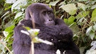 Tieflandgorilla-Junges im Bergwald des Kongo. | Bild: picture-alliance/dpa