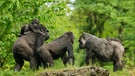 Mehrere Tieflandgorillas in einer Gruppe im Kongo. | Bild: picture-alliance/dpa