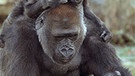 Gorilladame Salome und ihr Junges Komale betrachten einen Kürbisgeist. | Bild: picture-alliance/dpa