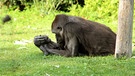 Gorilladame Gana vom Allwetterzoo Münster trauert um ihr totes Junges. | Bild: picture-alliance/dpa