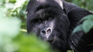 Ein Gorilla im niederländischen Zoo Kerkrade bei Aachen  | Bild: picture-alliance/dpa