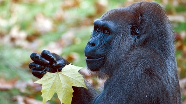 Ein "Westlicher Gorilla" frisst ein Blatt im Zoo in Frankfurt am Main. | Bild: Nicolas Armer/picture-alliance/dpa