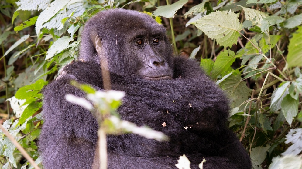 Vom Aussterben bedrohte Tierart - im Bild: Gorilla im  Bwindi Nationalpark in Uganda. | Bild: picture alliance / Zoonar | Alexander Ludwig