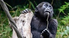 Gorilla in Afrika. Diese Menschenaffen sind eine vom Aussterben bedrohte Tierart. Sämtliche Gorilla-Arten stehen auf der Roten Liste. | Bild: picture-alliance/dpa