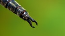 Arktische Smaragdlibelle Somatochlora arctica libellula männlich Cerci Greifzangen an Hinterleibsende  | Bild: picture-alliance/dpa/Friedrich Stich/OKAPIA