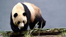 Großer Panda (Ailuropoda melanoleuca) in der chinesischen Provinz Henan. Der Pandabär ist seit Jahrzehnten auf der Roten Liste der IUCN. Der starke Schwund der Bambuswälder in China hat den Lebensraum der Großen Pandas stark dezimiert. | Bild: picture-alliance/dpa