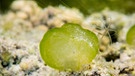 Das grüne Gallertkugeltierchen (Ophrydium versatile) ist Einzeller des Jahres 2023. | Bild: Hubert Blatterer 
