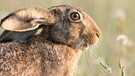Brauner Feldhase seitlich fotografiert. Der Feldhase steht in Deutschland auf der Roten Liste und ist gefährdet, auch wenn es diverse Artenschutzmaßnahmen gibt, um sein Überleben zu garantieren. | Bild: picture-alliance/dpa