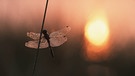 Schwarze Heidelibelle (Sympetrum danae), mit Morgentau vor Sonnenaufgang | Bild: picture-alliance/dpa/blickwinkel/F. Poelking