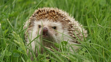 Igel (wie hier auf dem Bild im Gras) sind nicht nur niedlich, sondern für jeden Gartenbesitzer mit ihren Essgewohnheiten nützliche Wildtiere. | Bild: colourbox.com