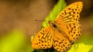 Ein Kaisermantel auf einem Blatt. Der Kaisermantel ist der Schmetterling des Jahres 2022.  | Bild: picture alliance | Hans-Joachim Schneider