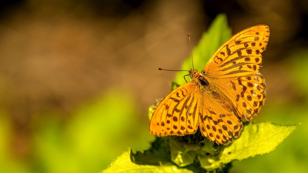 Ein Kaisermantel auf einem Blatt. Der Kaisermantel ist der Schmetterling des Jahres 2022.  | Bild: picture alliance | Hans-Joachim Schneider