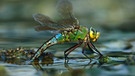 Große Königslibelle (Anax imperator emperor dragonfly) legt ihre Eier an der Wasseroberfläche ab.  | Bild: picture-alliance/dpa/Jens Kählert