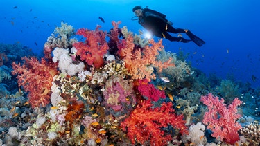 Korallenriff im Roten Meer | Bild: picture alliance /imageBROKER/Norbert Probst