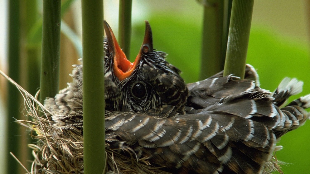 Kuckuck im Nest | Bild: picture-alliance/dpa