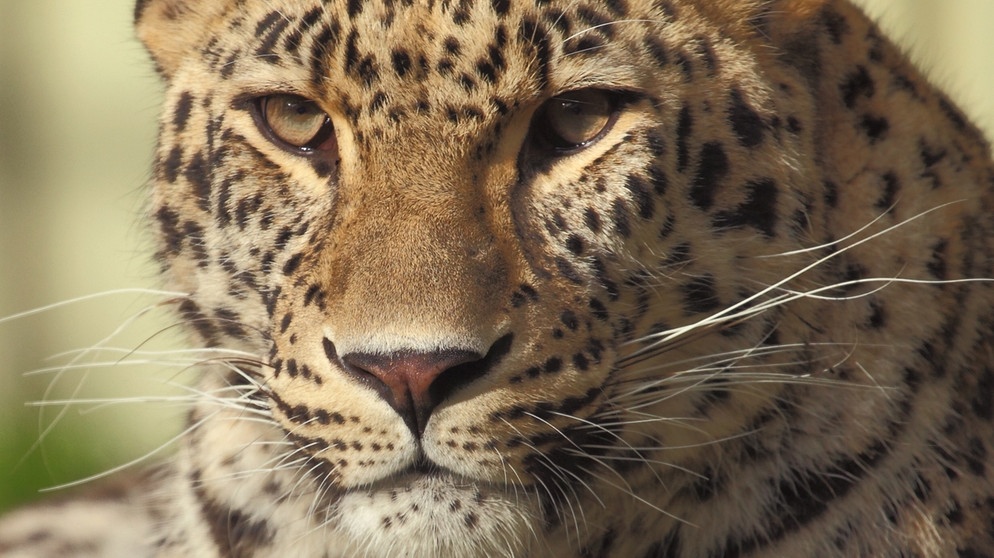 Leopard: Die starke, muskulöse Raubkatze ist ein gefährlicher Jäger. Und ein gefährdeter: Der Leopard steht auf der Roten Liste, da seine Bestände weltweit stark zurückgehen. | Bild: colourbox.com