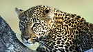 Leoparden lauern gern in Astgabeln mit gutem Ausblick auf Beute | Bild: colourbox.com