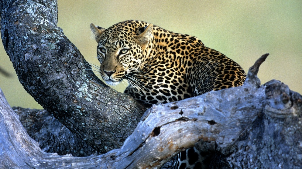 Leoparden lauern gern in Astgabeln mit gutem Ausblick auf Beute | Bild: colourbox.com