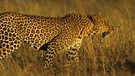 Leopard im Grasland der Savanne | Bild: colourbox.com