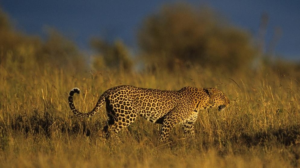Leopard im Grasland der Savanne | Bild: colourbox.com