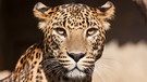 Der Leopard ist die viertgrößte Großkatze nach Tiger, Löwe und Gepard | Bild: colourbox.com