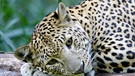 Der Leopard hat ein ausgesprochen feines Gehör | Bild: colourbox.com