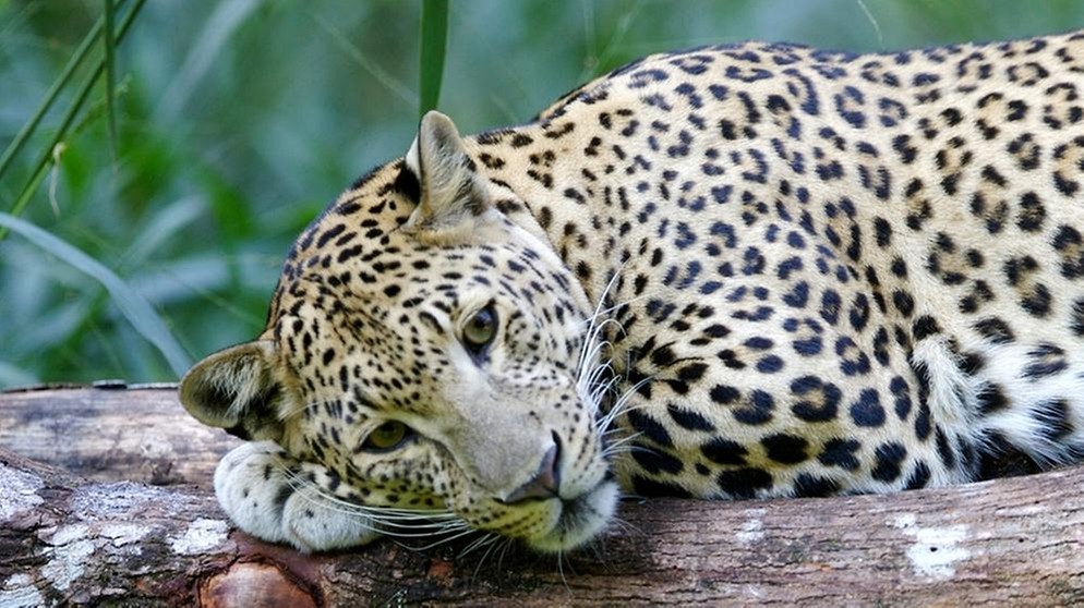 Der Leopard hat ein ausgesprochen feines Gehör | Bild: colourbox.com
