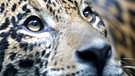 Leoparden sind Einzelgänger, die sich zur Paarungszeit nur wenige Tage lang mit einem Partner zusammentun | Bild: colourbox.com