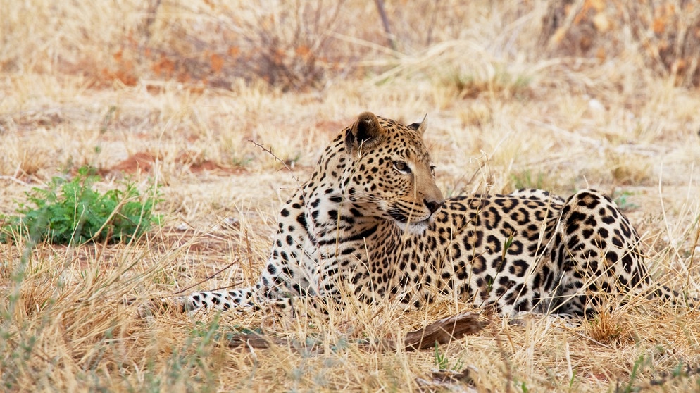 das typisch mit schwarzen Rosetten gefleckte Fell der Leoparden dient zur Tarnung im Grasland | Bild: colourbox.com