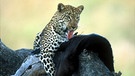 Leoparden schleppen ihre Beute auf einen Baum, um sie dort ungestört zu verschlingen | Bild: colourbox.com