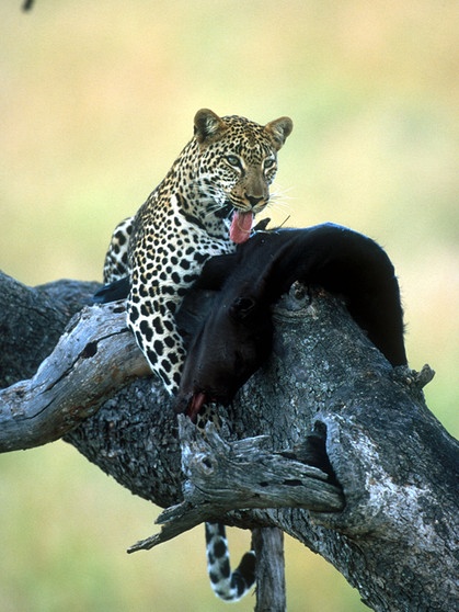 Leoparden schleppen ihre Beute auf einen Baum, um sie dort ungestört zu verschlingen | Bild: colourbox.com