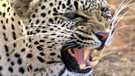 Leoparden sind gefährliche Raubkatzen, die mit Leichtigkeit auch große Beutetiere erlegen | Bild: picture-alliance/dpa
