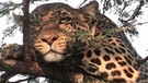 Leoparden liegen viel Zeit des Tages faul herum, bevorzugt in Bäumen. Die nachtaktive Raumkatze jagt erst nach Sonnenuntergang. | Bild: picture-alliance/dpa