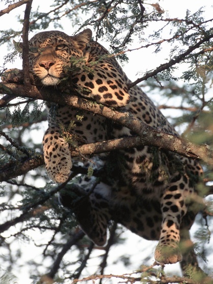 Leoparden liegen viel Zeit des Tages faul herum, bevorzugt in Bäumen. Die nachtaktive Raumkatze jagt erst nach Sonnenuntergang. | Bild: picture-alliance/dpa