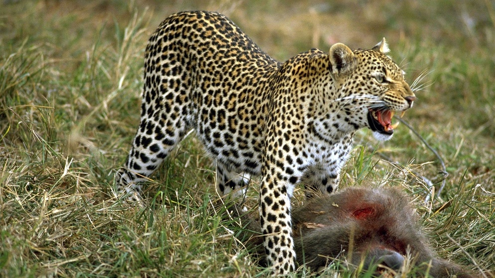 Ein Leopard mit erlegtem Beutetier | Bild: picture-alliance/dpa