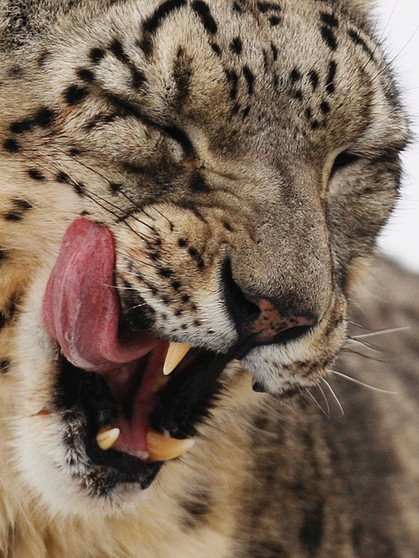 Ein Leopard leckt sich genüsslich das Maul | Bild: picture-alliance/dpa