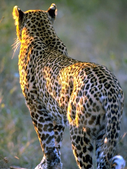 Unter den Großkatzen ist der Leopard der am weitesten verbreitete: Er kommt fast in ganz Afrika und bis nach Asien vor | Bild: picture-alliance/dpa