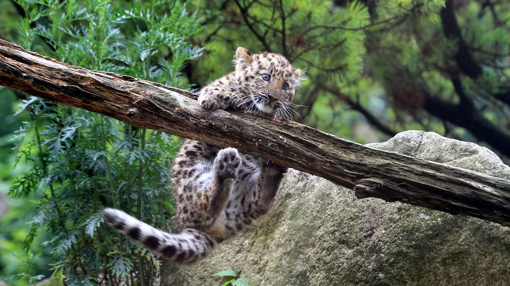 ein junger Leopard bei Kletterübungen auf einem Baum | Bild: picture-alliance/dpa