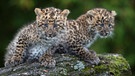 zwei Leopard-Babys: Leoparden bekommen zwei bis drei Junge pro Wurf, die dann zweieinhalb Jahre bei der Mutter leben | Bild: picture-alliance/dpa