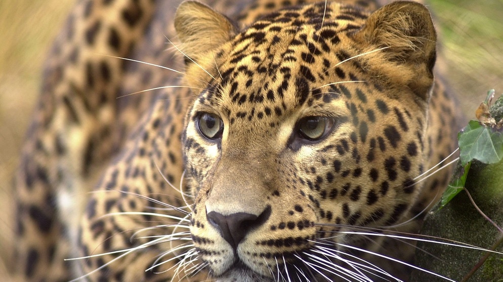 Der Leopard ist ein Schleichjäger: Stundenlang liegt er auf der Lauer und pirscht sich an seine Beutetiere heran | Bild: picture-alliance/dpa